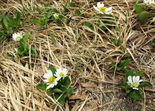 Image de Caltha leptosepala DC.