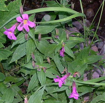 Image of Great Purple Monkey-Flower