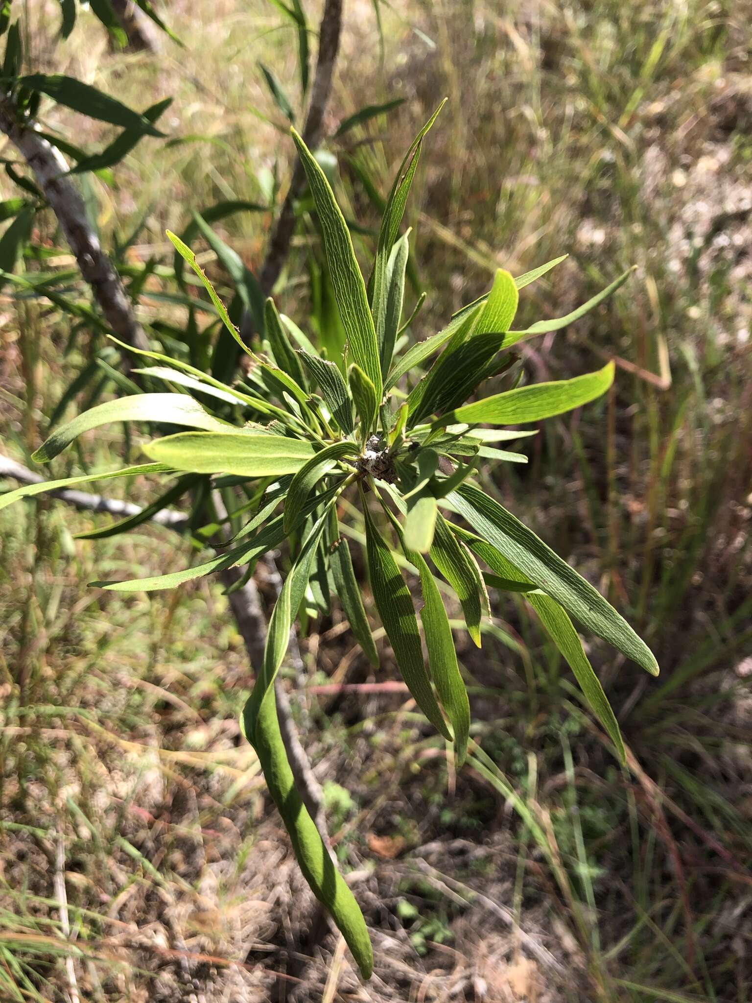 Image of Dolichandrone alternifolia (R. Br.) Seem.