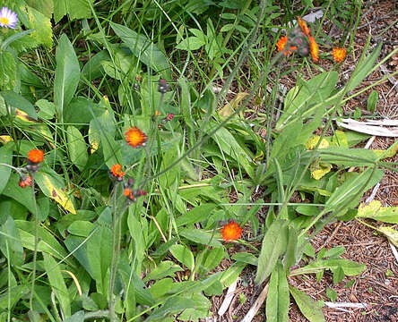 Imagem de Pilosella aurantiaca (L.) Sch. Bip., F. W. Schultz & Sch. Bip.