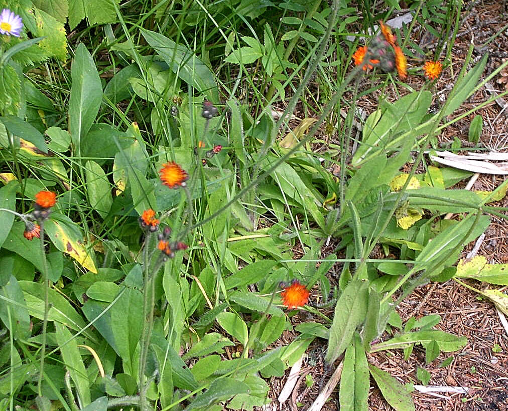 Imagem de Pilosella aurantiaca (L.) Sch. Bip., F. W. Schultz & Sch. Bip.