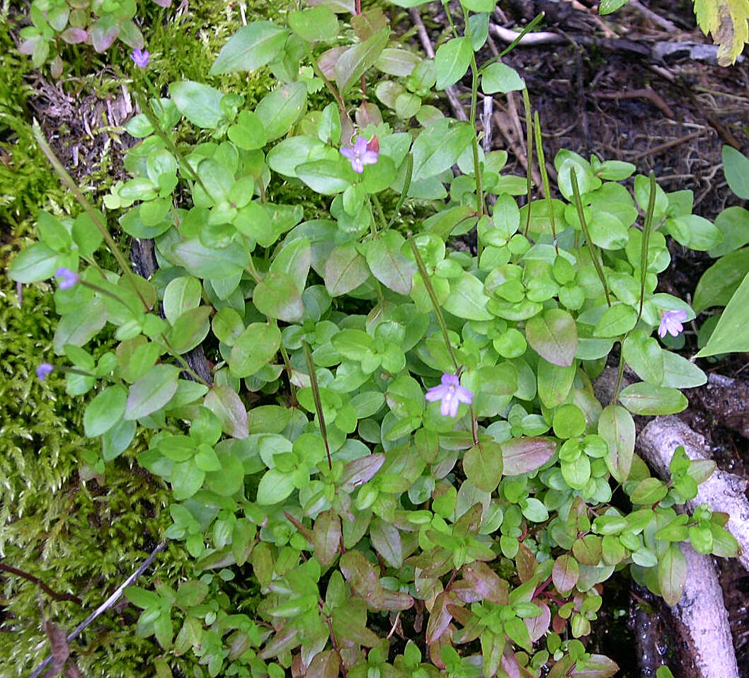 Image of willowherb