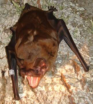 Image of Giant Noctule