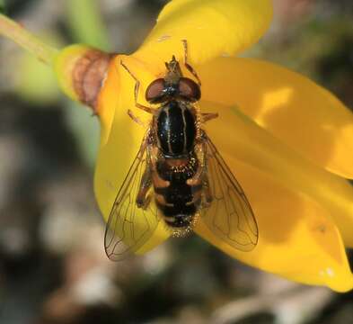 Image of <i>Anasimyia lineata</i>