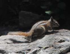 Image of Uinta Chipmunk