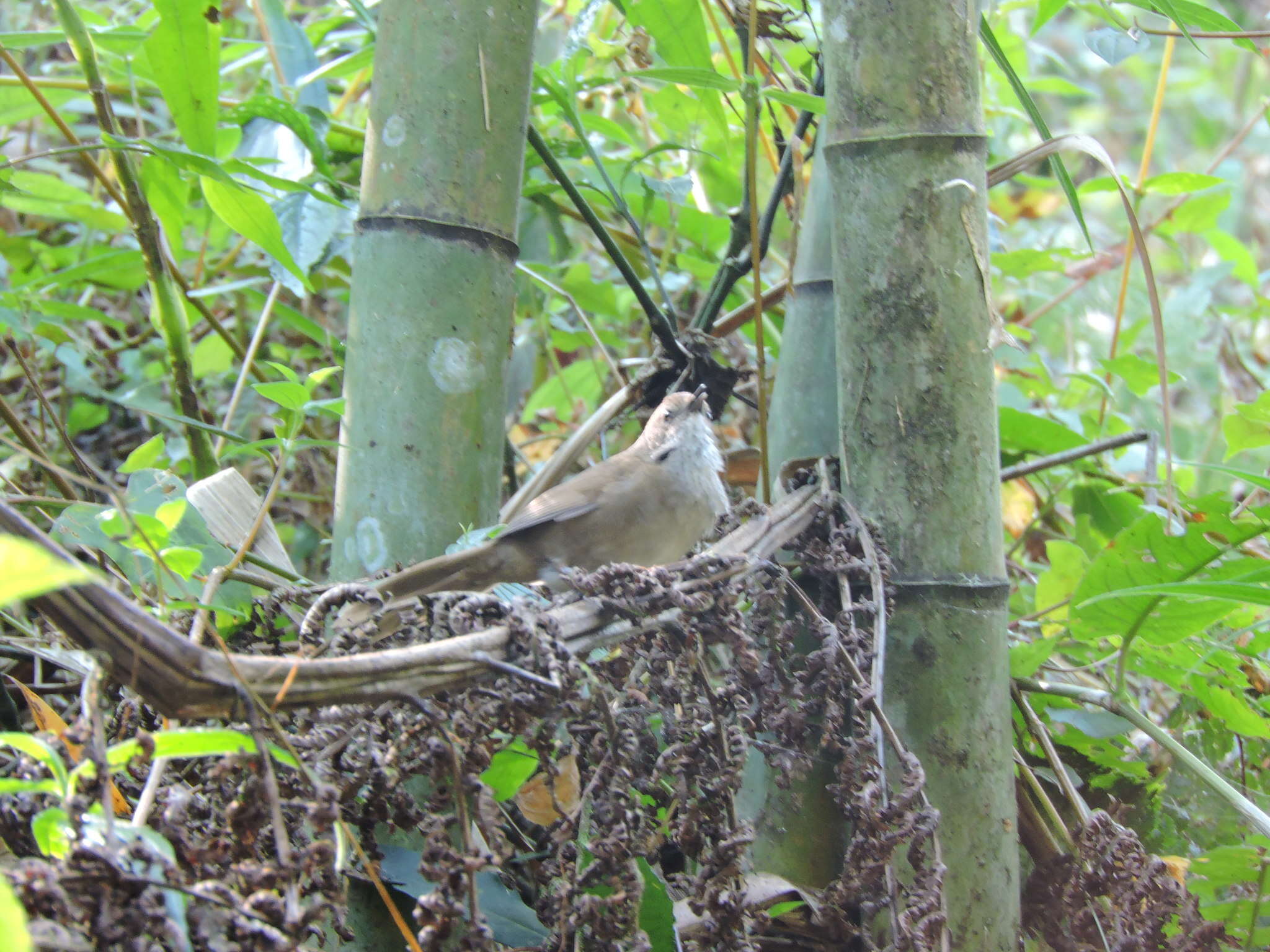 Image of Taiwan Bush Warbler