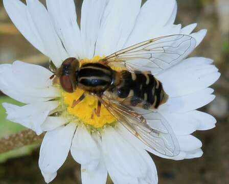 Image of <i>Anasimyia lineata</i>