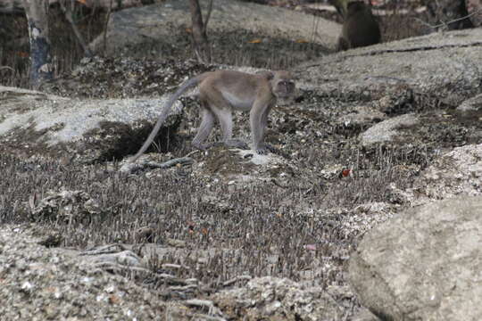 Image of Long-tailed Macaque