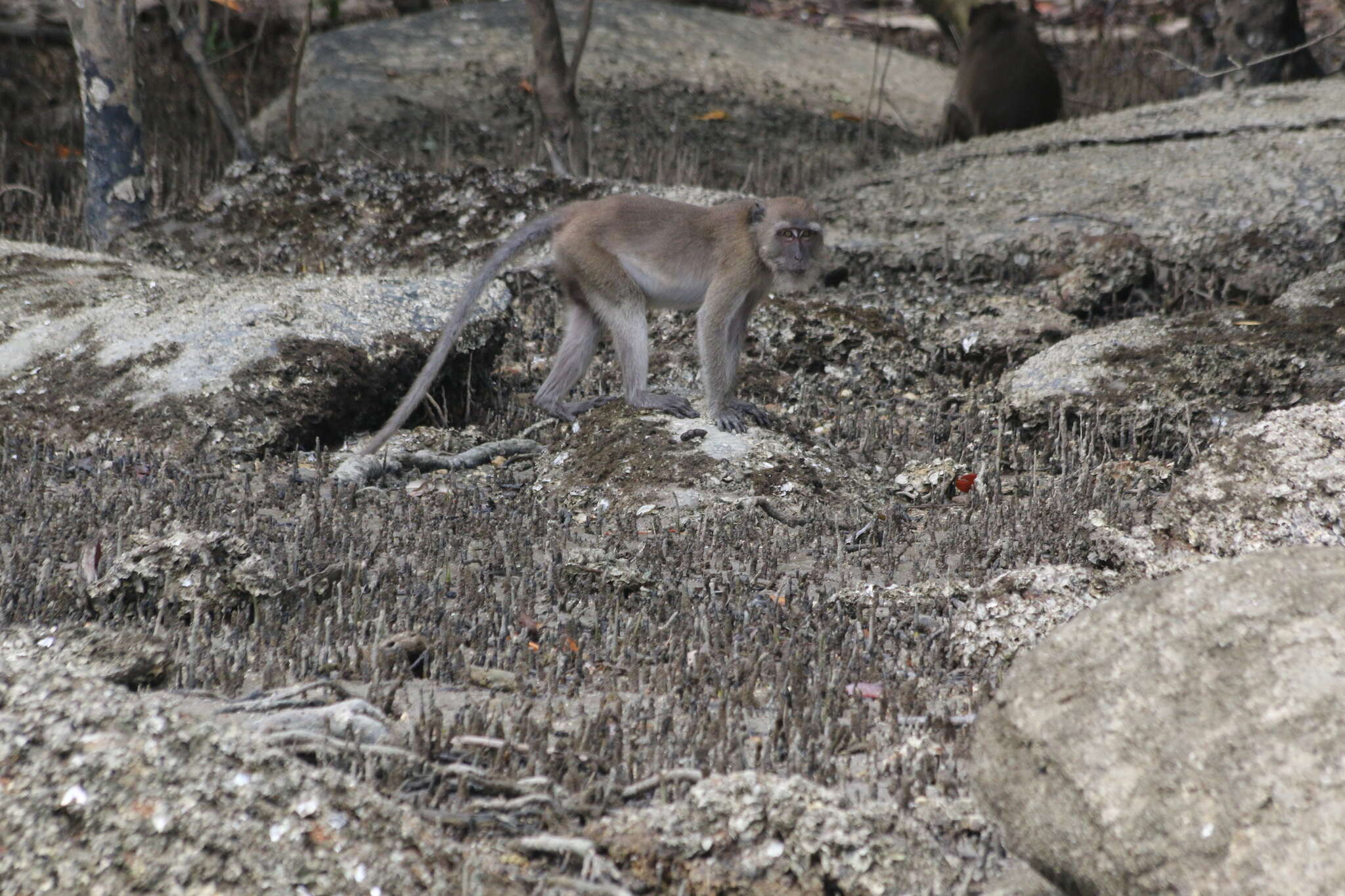 Image of Long-tailed Macaque