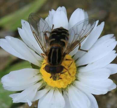 Image of <i>Anasimyia lineata</i>