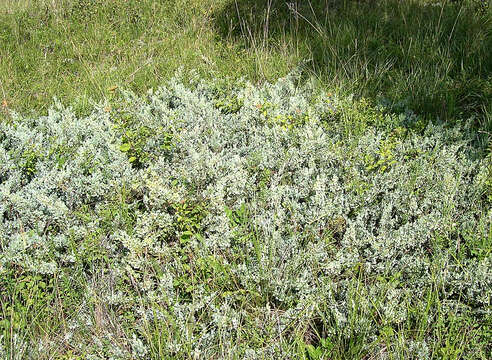 Image of creeping juniper