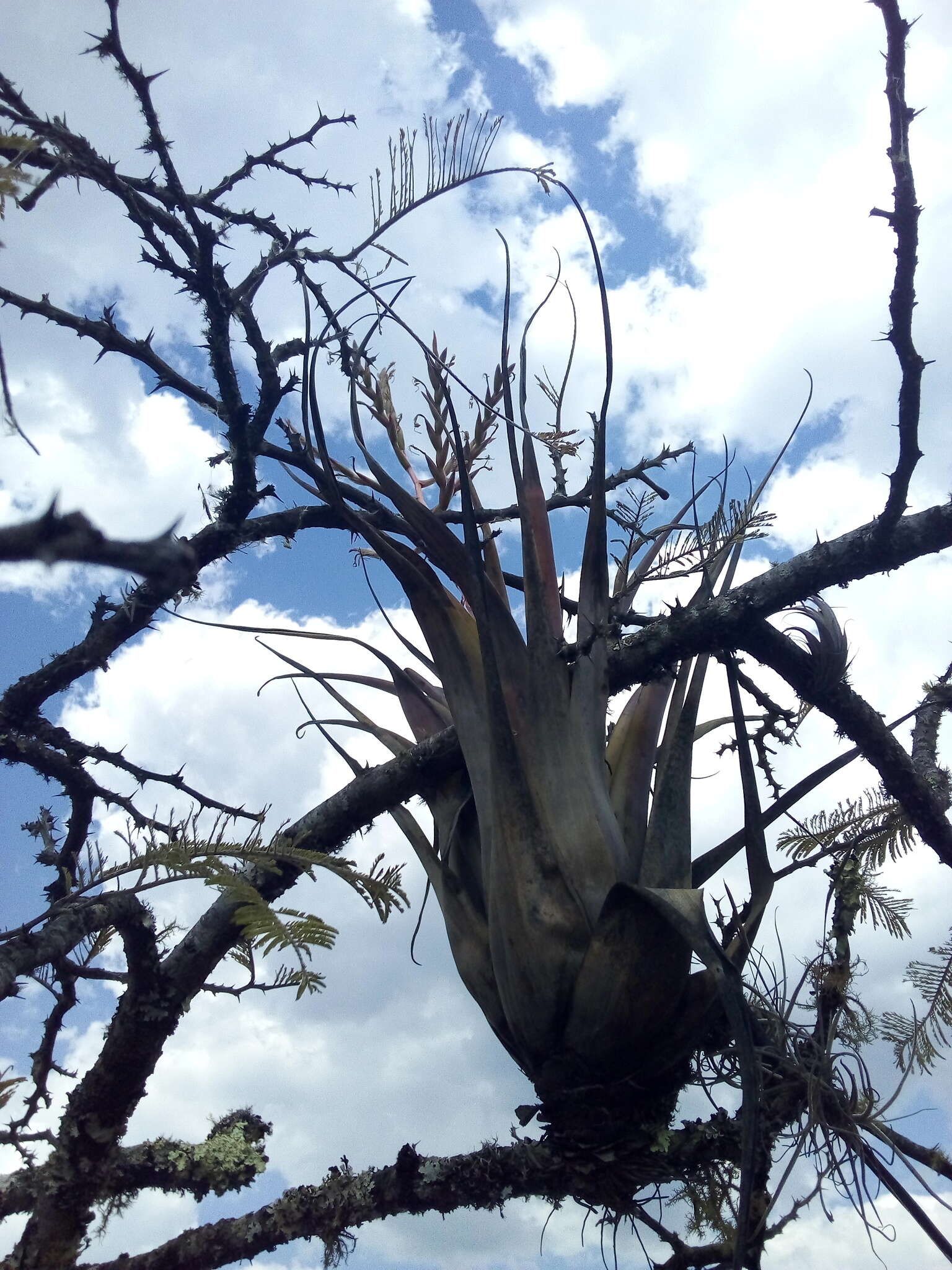 Image of Tillandsia tehuacana I. Ramírez & Carnevali