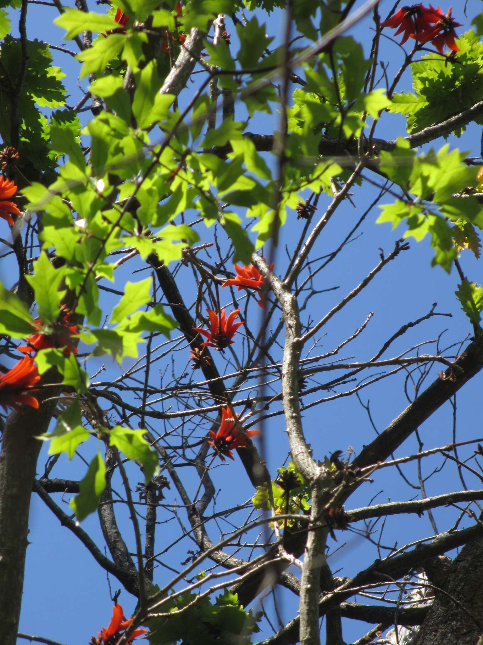 Image of Common Coral tree