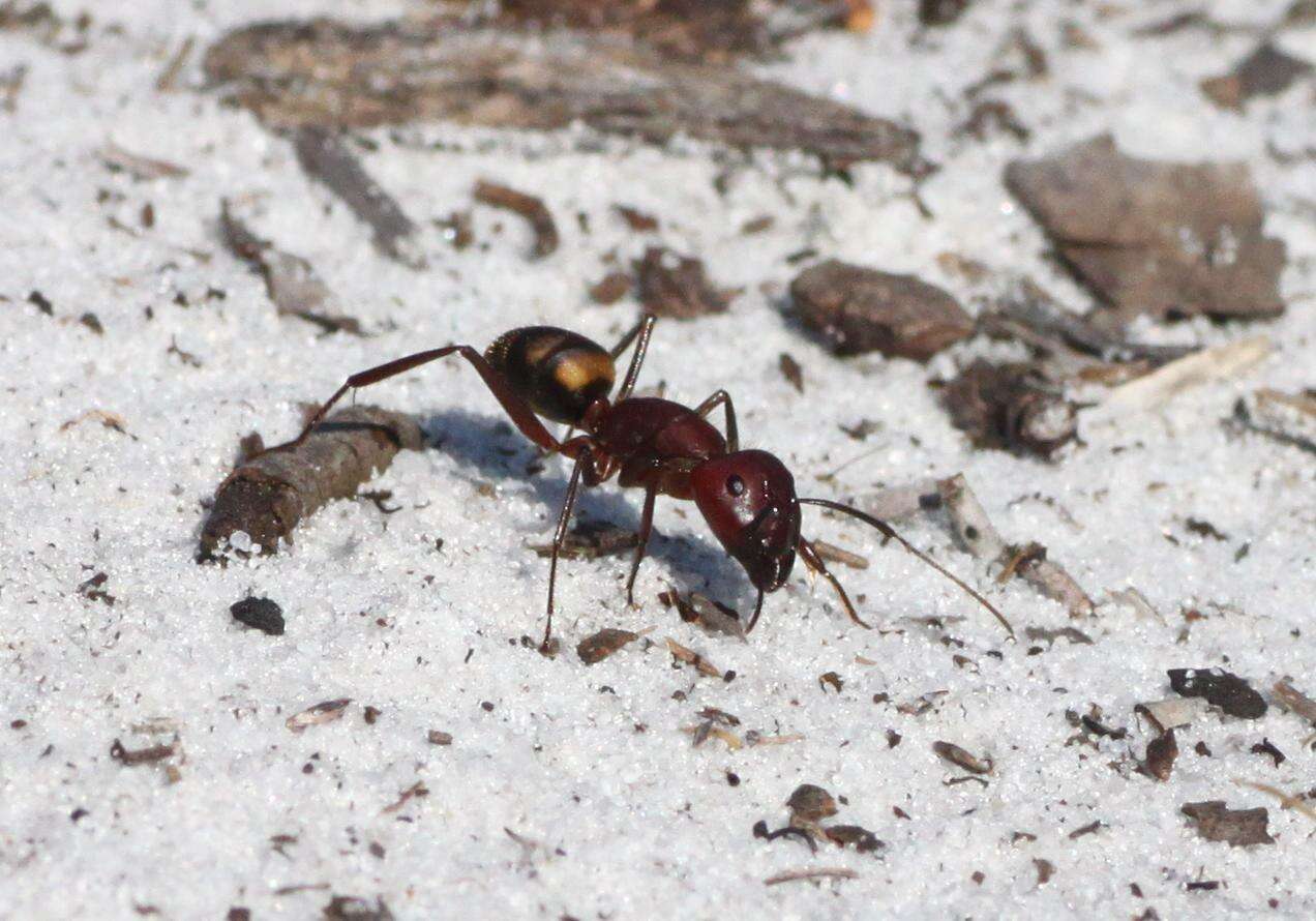 Image de Camponotus socius Roger 1863