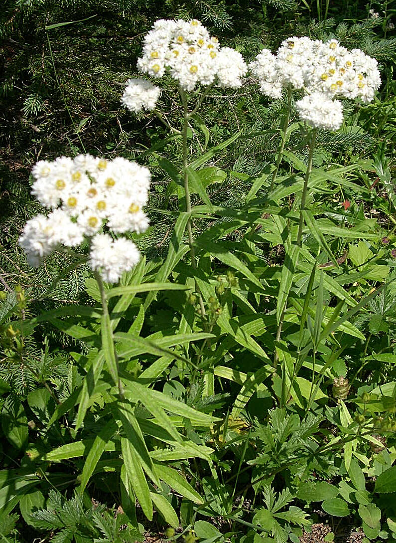 Imagem de Anaphalis margaritacea (L.) Benth.