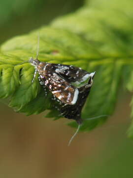 Image of Prochoreutis myllerana Fabricius 1794