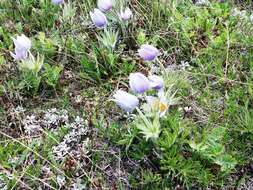 Image of Eastern Pasque Flower