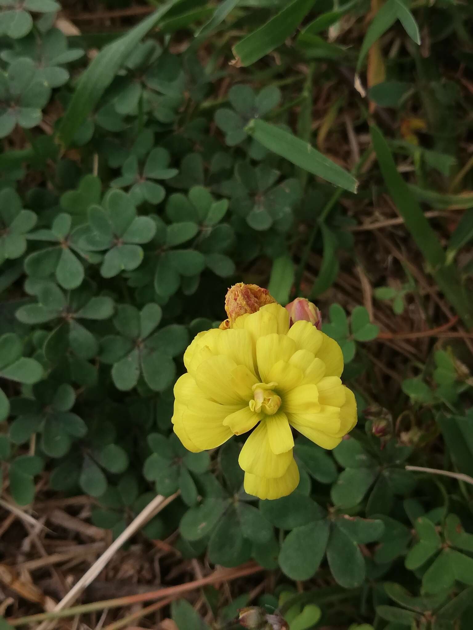 Oxalis pes-caprae L. resmi