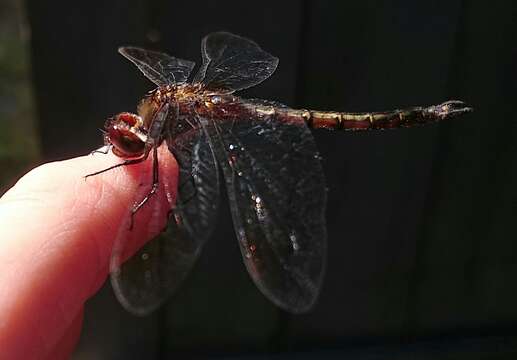 Image of Ranger Dragonfly