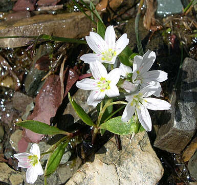 Image of lanceleaf springbeauty