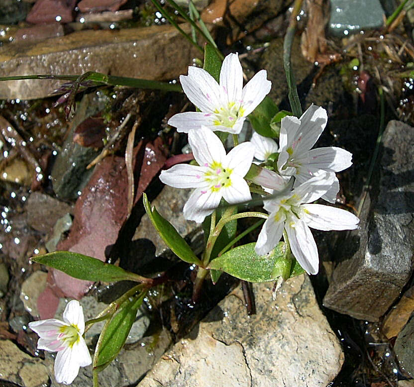 Image of lanceleaf springbeauty