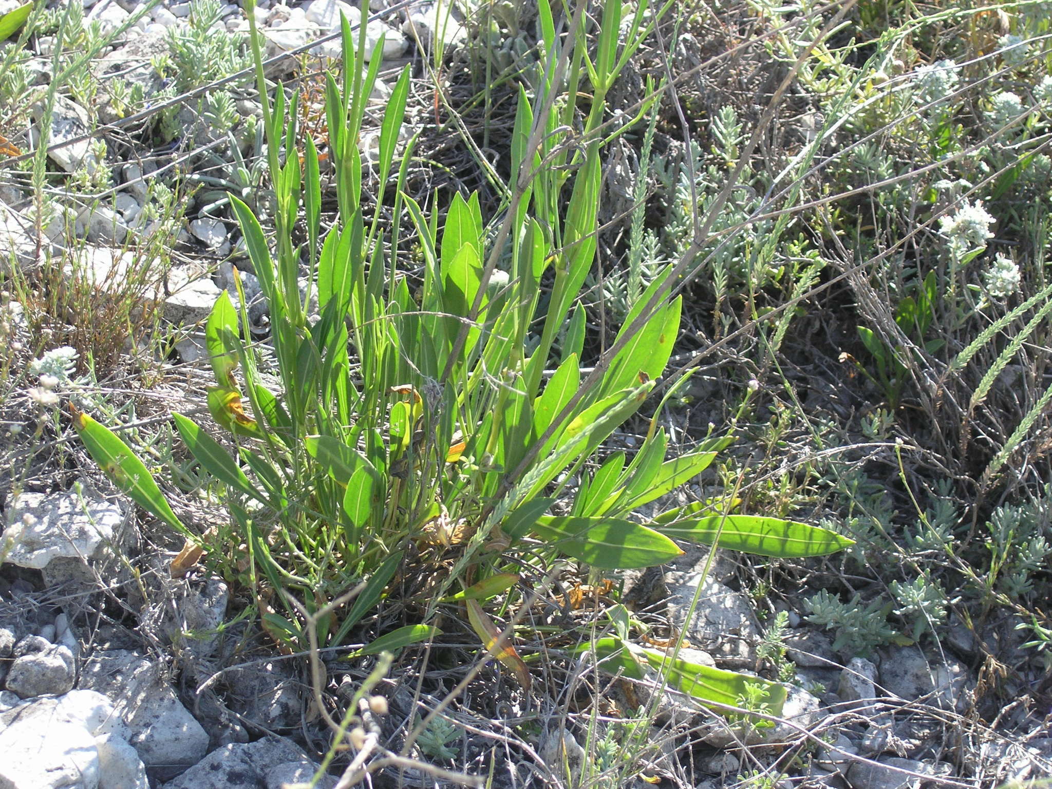 Image de Cephalaria coriacea (Willd.) Roem. & Schult. ex Steudel