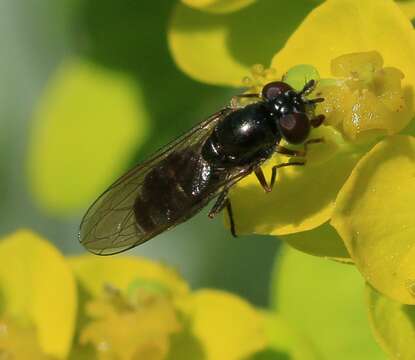 Image of <i>Platycheirus albimanus</i>