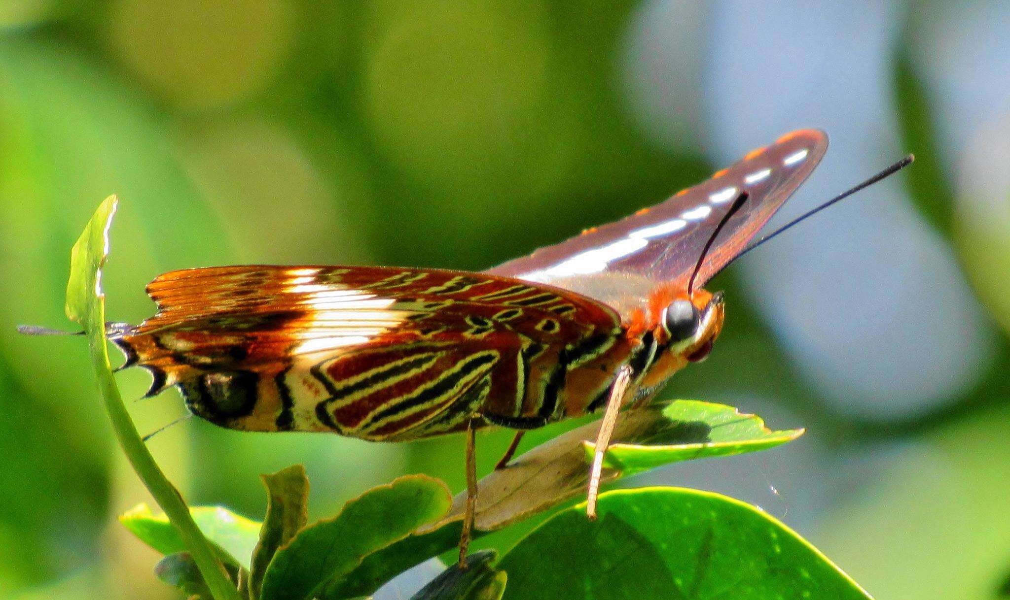 Charaxes brutus natalensis Staudinger 1886的圖片