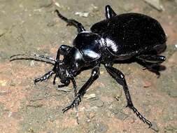 Imagem de Calosoma (Castrida) vagans Dejean 1831