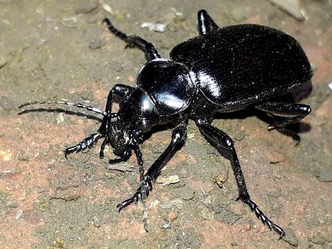 Слика од Calosoma (Castrida) vagans Dejean 1831