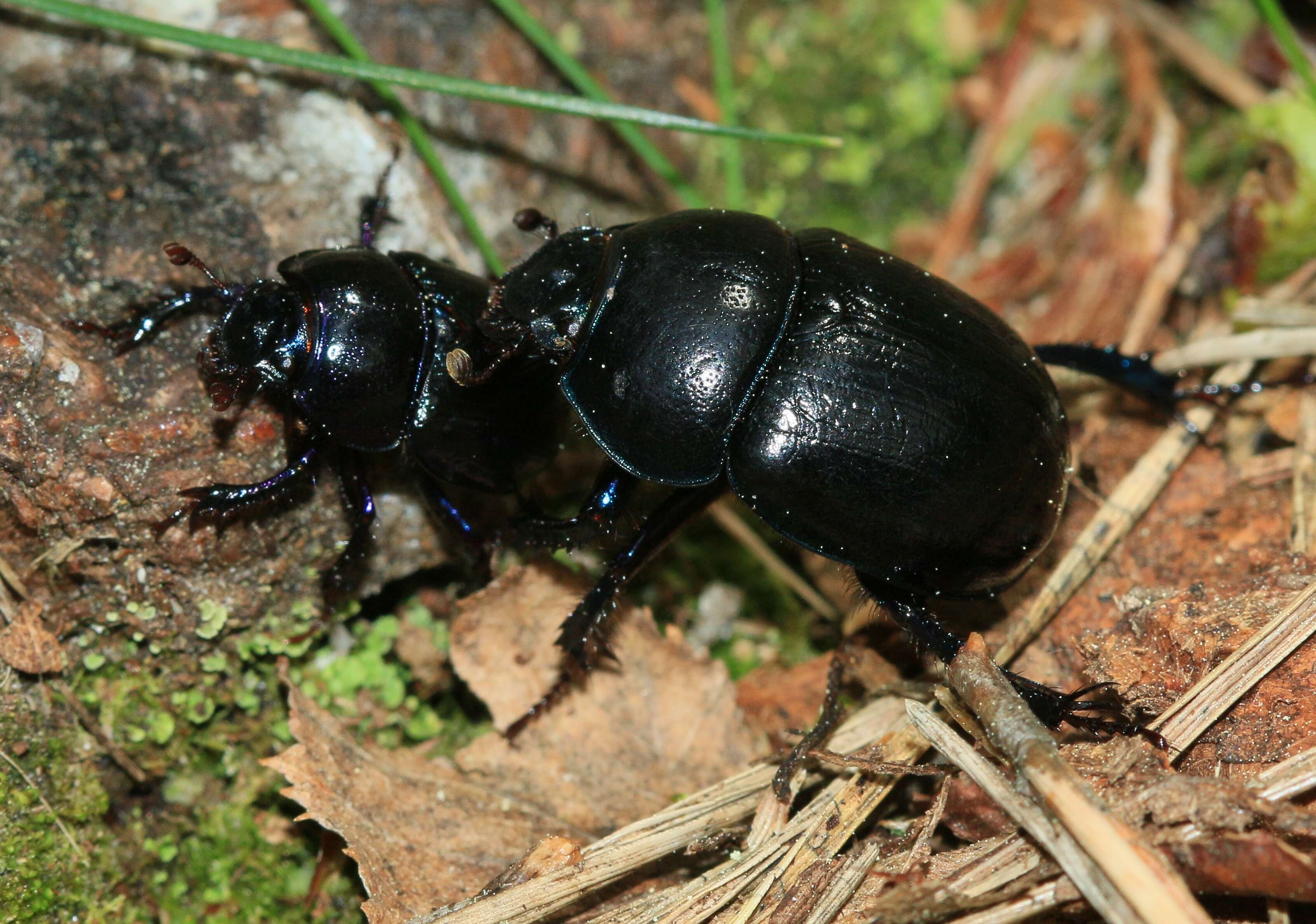 Слика од Geotrupes stercorarius (Linnaeus 1758)