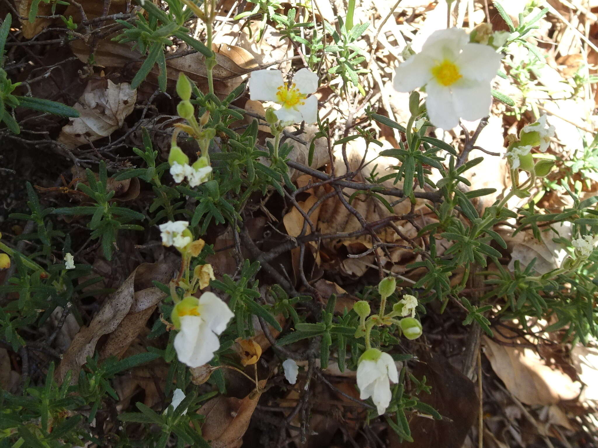 صورة Halimium umbellatum subsp. umbellatum