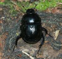 Слика од Geotrupes stercorarius (Linnaeus 1758)