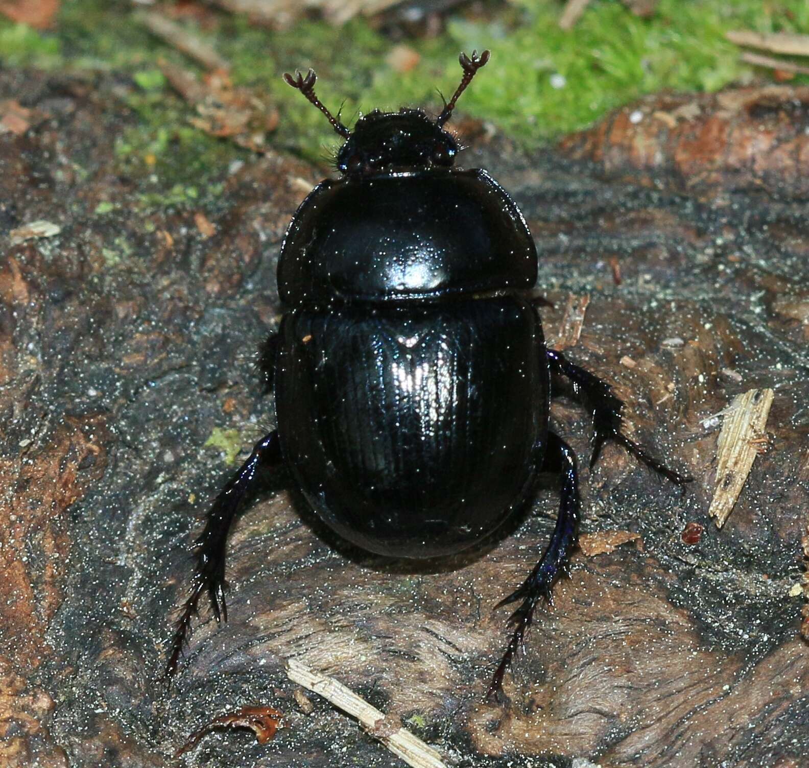 Слика од Geotrupes stercorarius (Linnaeus 1758)