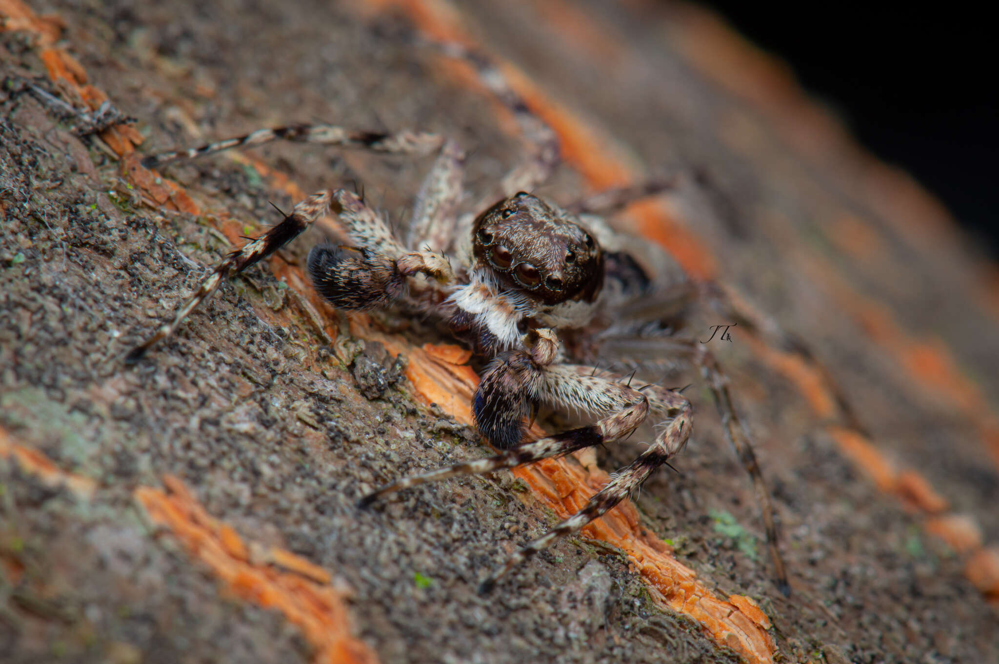 Imagem de Phaeacius malayensis Wanless 1981