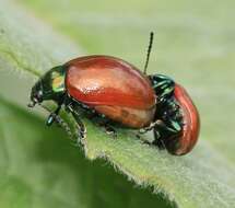 Image of Chrysolina polita