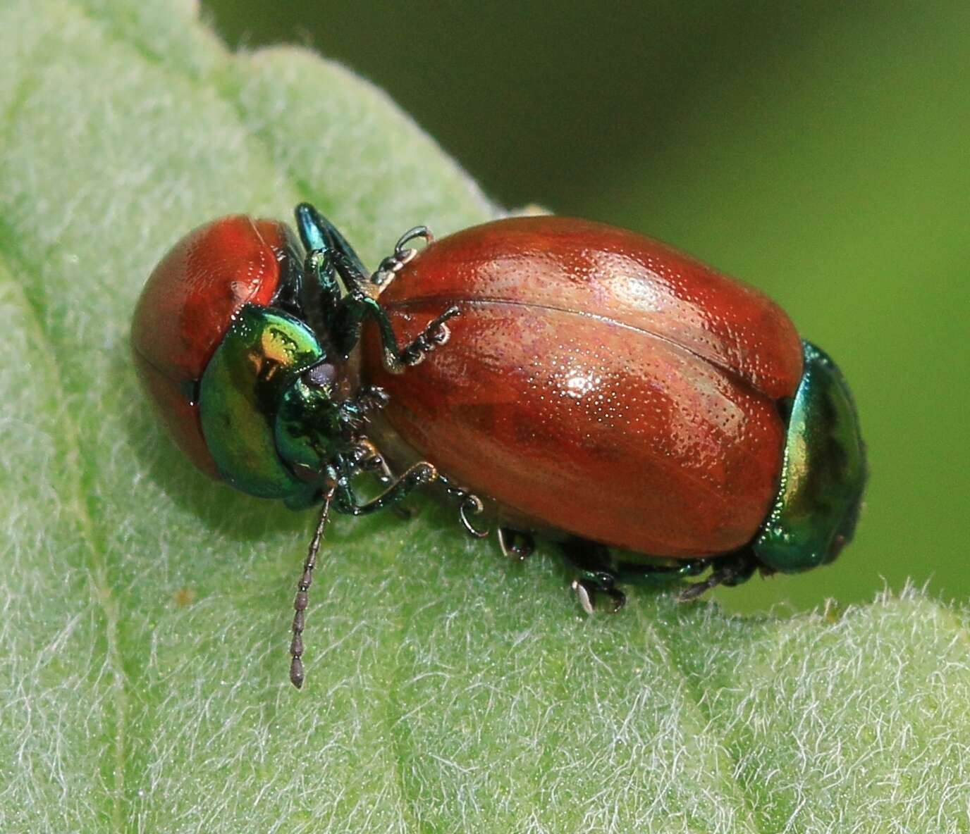 Image of Chrysolina polita