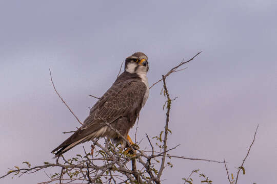 Image of Laggar Falcon