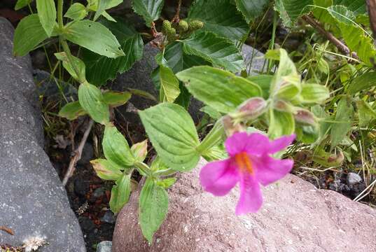 Image of Great Purple Monkey-Flower