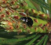 Image of hieroglyphic ladybird