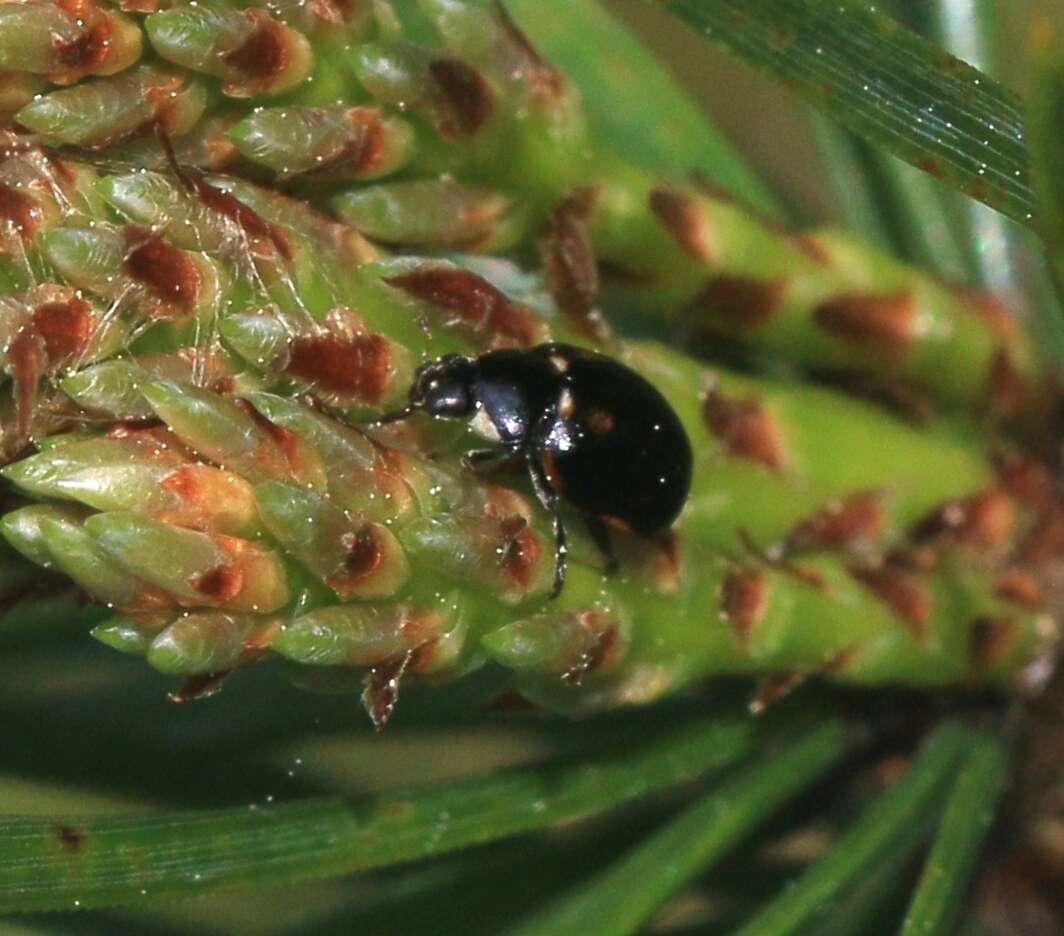 Image of hieroglyphic ladybird