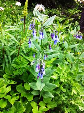 Mertensia paniculata (Ait.) G. Don resmi