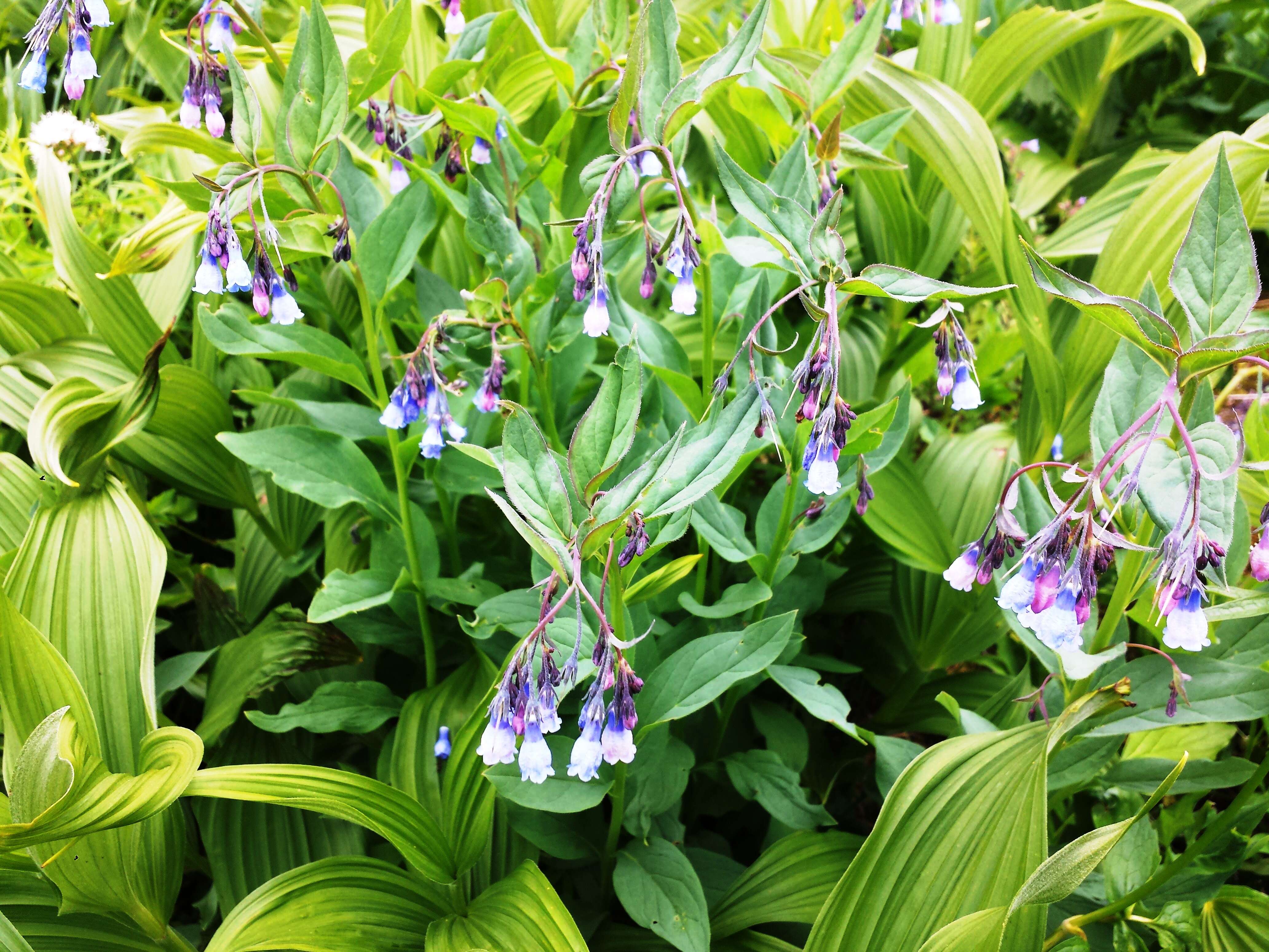 Image of tall bluebells