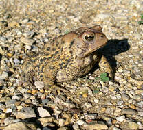 Imagem de Anaxyrus americanus (Holbrook 1836)