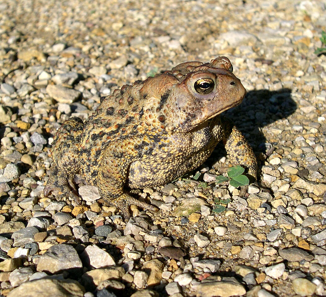 Image de Anaxyrus americanus (Holbrook 1836)