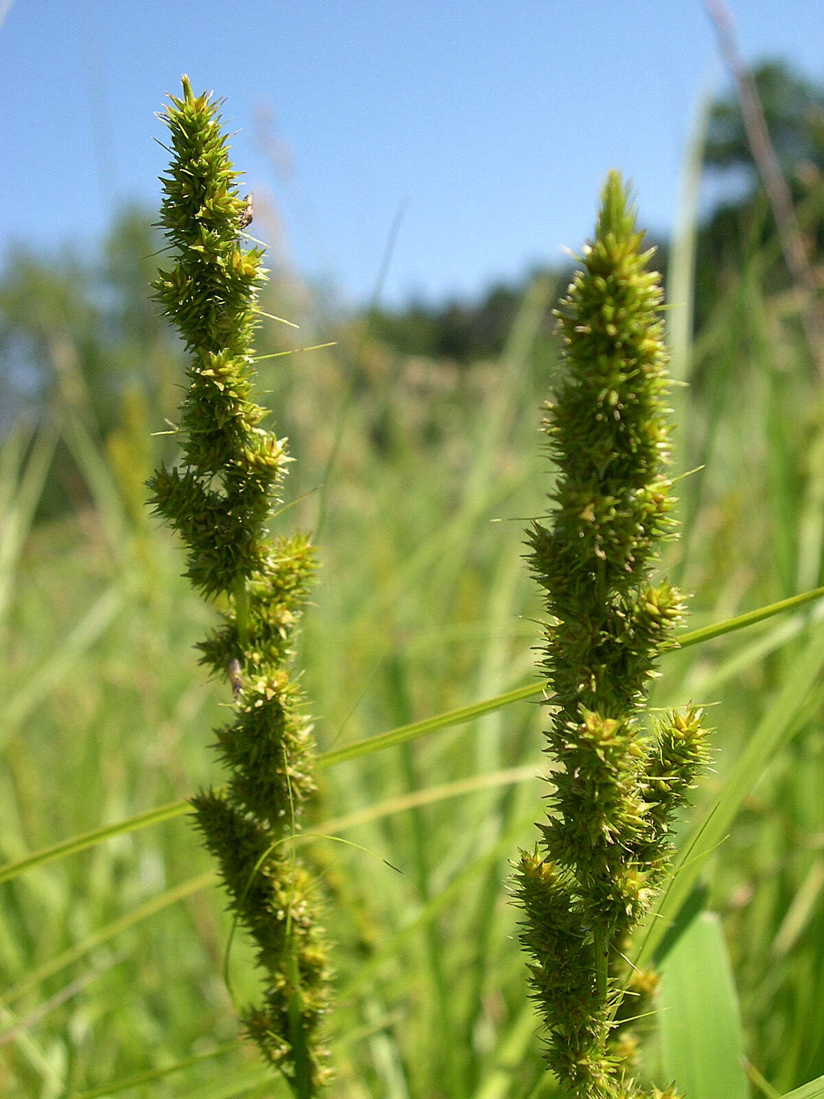 Image of Brown fox sedge