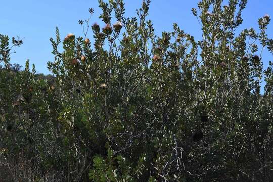 Image of clanwilliam sugarbush