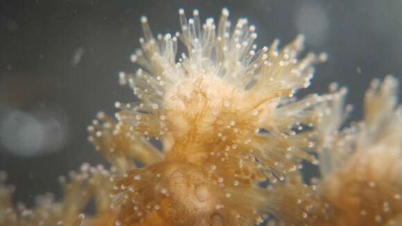 Image of Cauliflower Coral