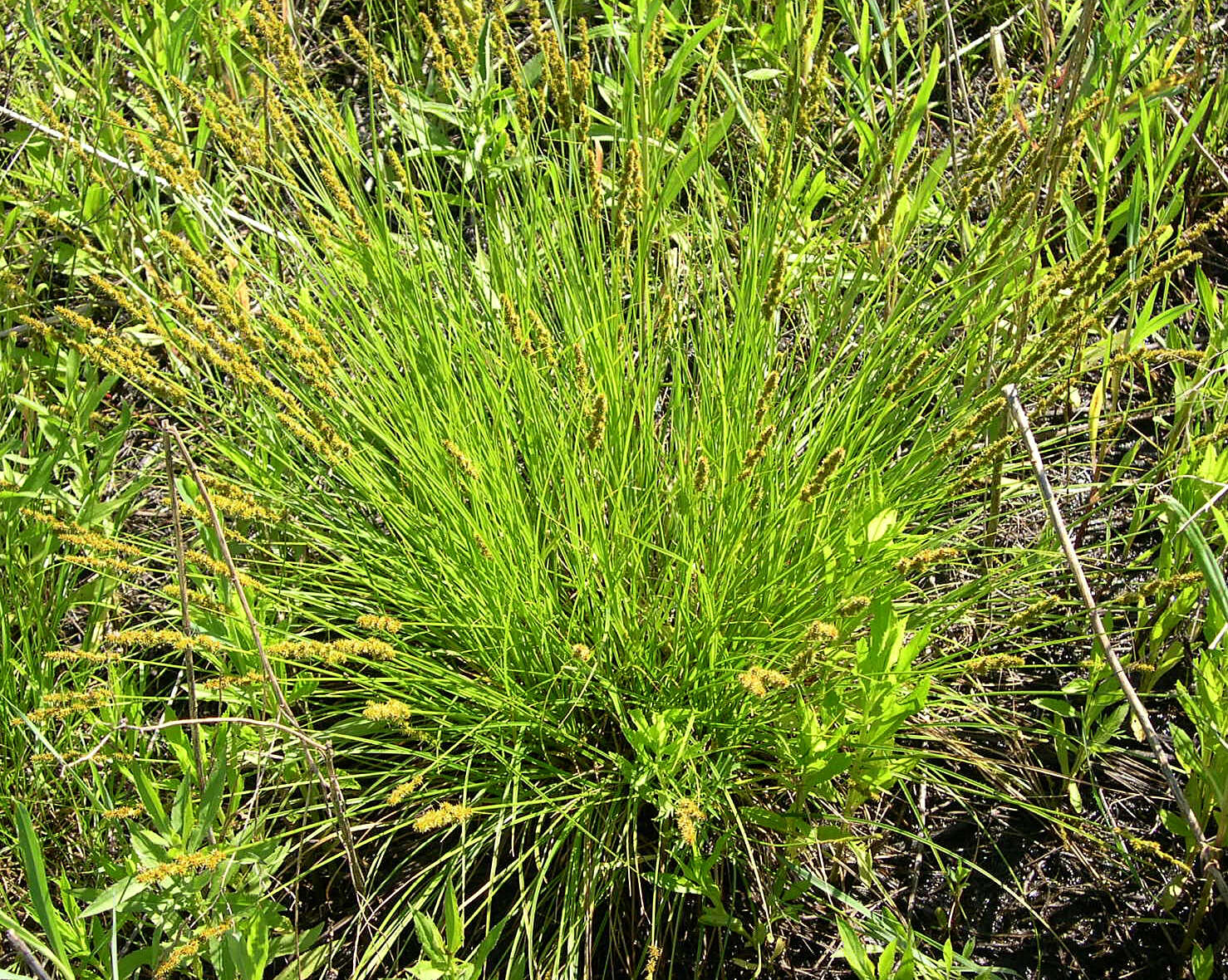 Image of Brown fox sedge