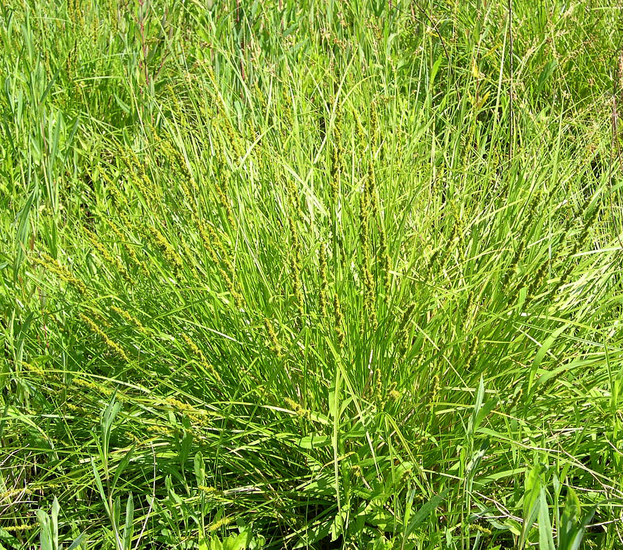 Image of Brown fox sedge